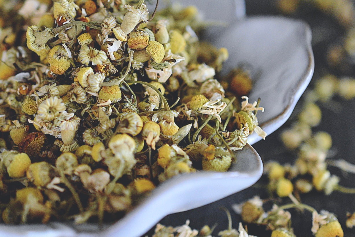 A close up view of an assortment of chamomile buds with short stems attached. The chamomile buds are a soft yellow with a light green stem. The chamomile rests in a white, flower shaped dish on a wooden surface. Chamomile buds are scattered about in the background.